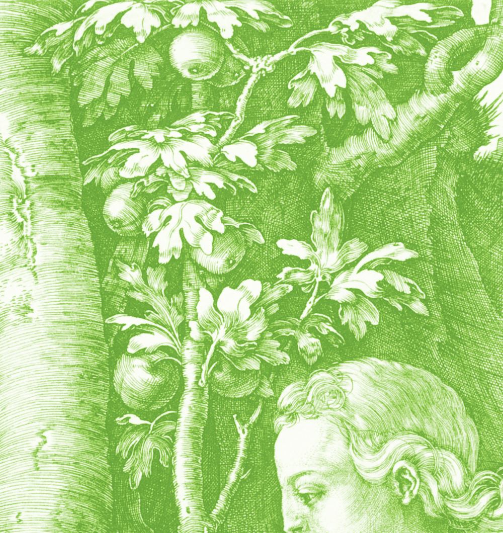 Engraved apple branch, after Albrecht Durer, 1504